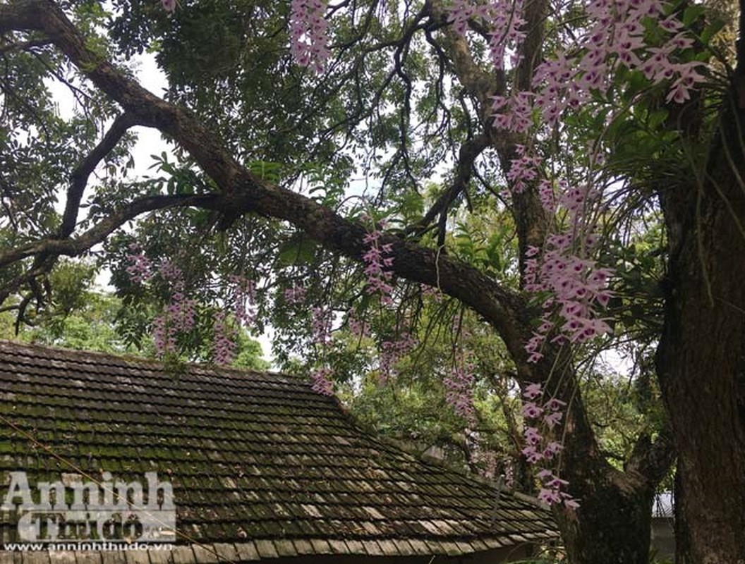 Doc dao vuon lan huyen thoai co mot khong hai o Tuyen Quang-Hinh-4